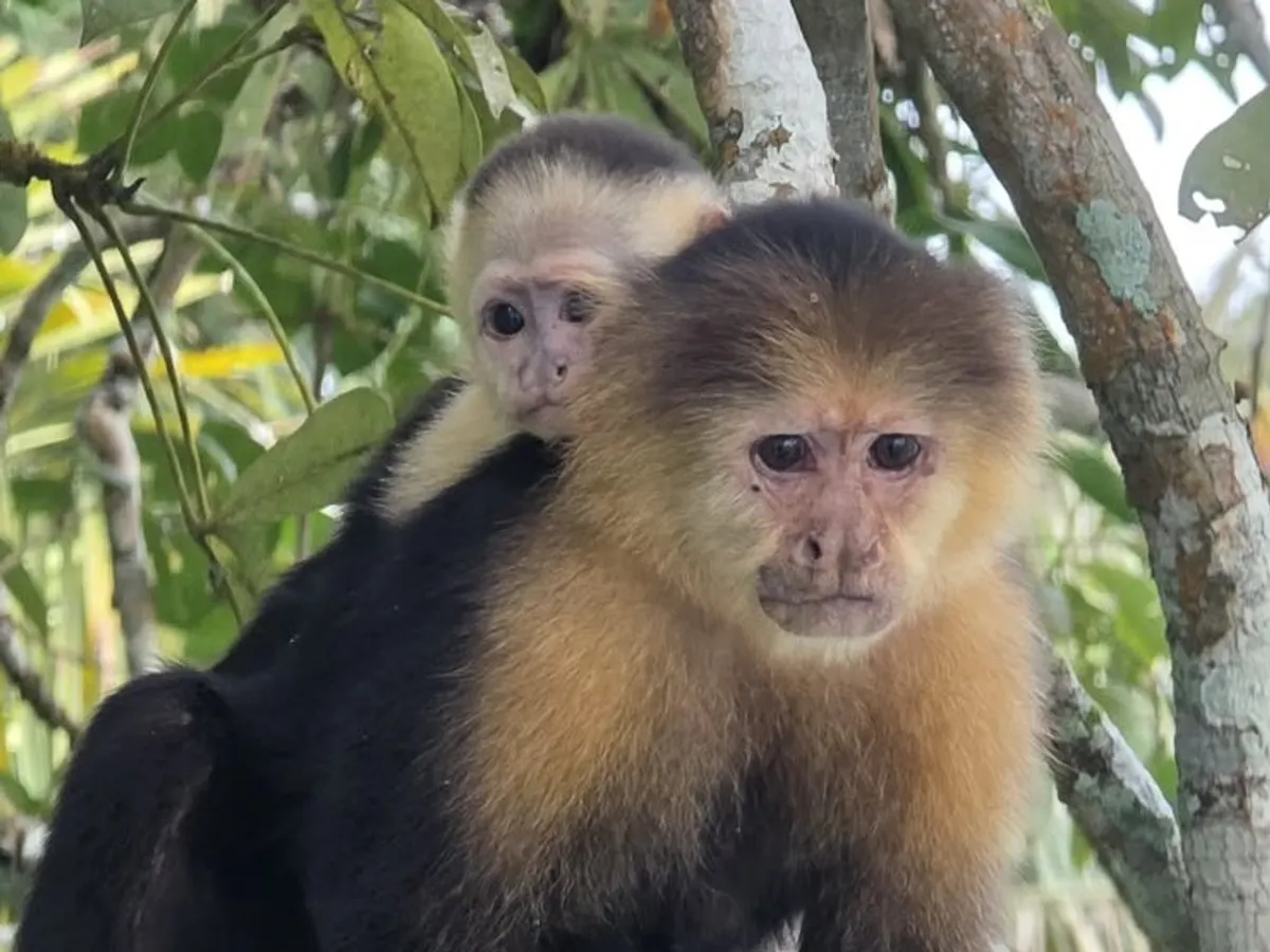 Dos monos capuchinos en su hábitat natural